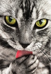 Picture for category Feline