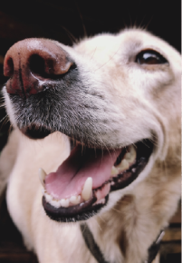 Picture for category Canine