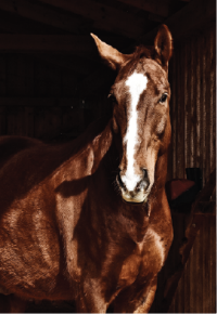 Picture for category Equine