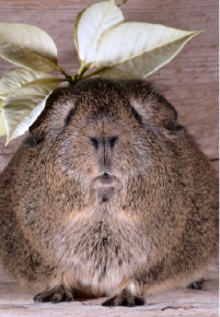 Picture for category Exotic