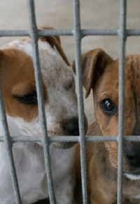 Picture for category Kennels and Pet Beds