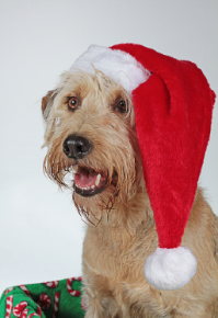 Picture for category Seasonal