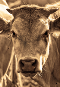 Picture for category Bovine