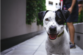 Picture for category Canine