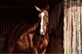 Picture for category Equine