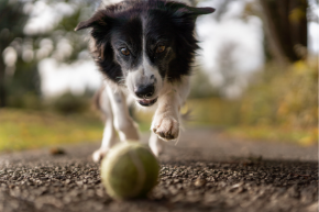 Picture for category Canine