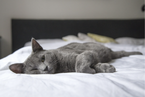 Picture for category Feline