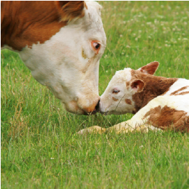 Picture for category Feed Buckets