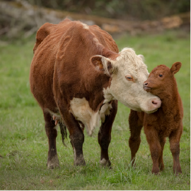 Picture for category Udder Wash