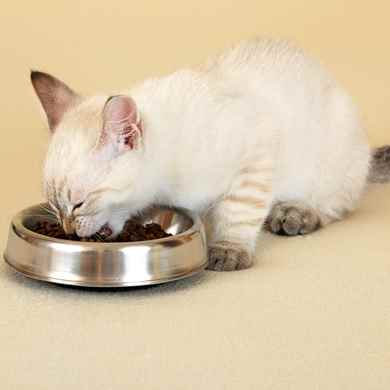 Picture for category Cat Food