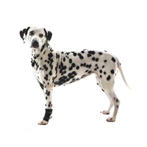 Picture of REHAB DOG CARPAL JOINT PROTECTOR Kruuse - XXX Small