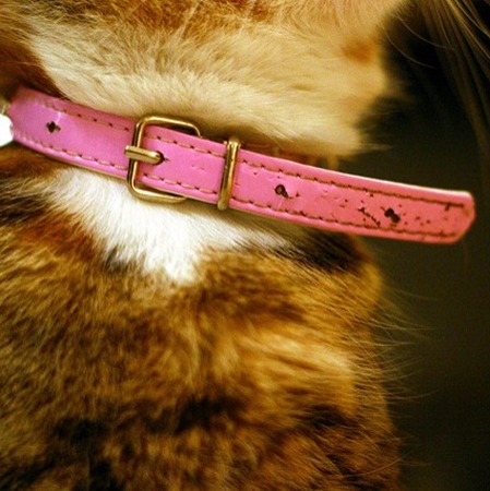 Picture for category Cat Collars