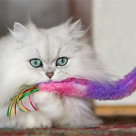 Picture for category Cat Toys