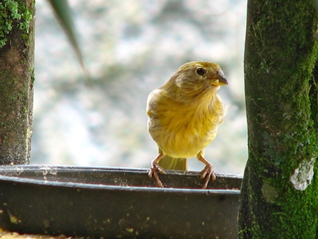 Picture for category Avian Diets