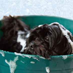 Picture for category Grooming supplies