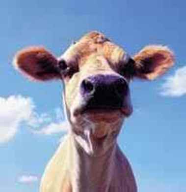Picture for category Bovine