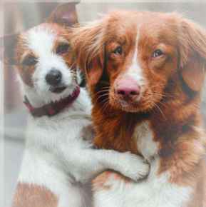 Picture for category Canine