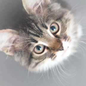 Picture for category Feline