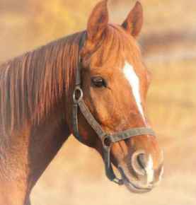 Picture for category Equine