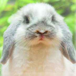 Picture for category Exotic