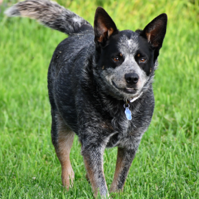 Picture for category Canine