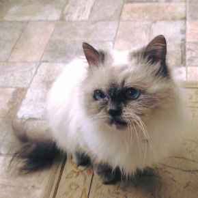 Picture for category Feline