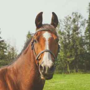 Picture for category Equine