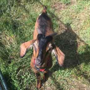 Picture for category Other Livestock