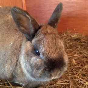 Picture for category Small Mammals