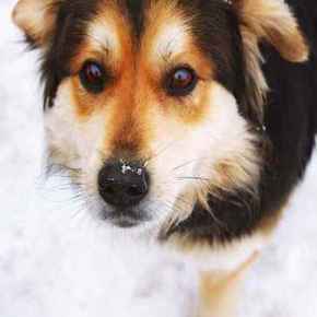 Picture for category Canine