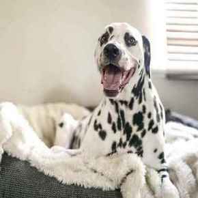 Picture for category Cages, Kennels, and Pet Beds