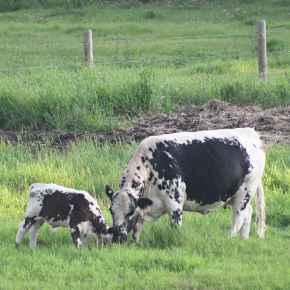 Picture for category Bovine