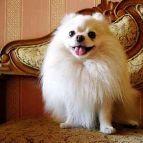 Picture for category Kennels and Grooming Supplies