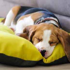 Picture for category Kennels & Beds