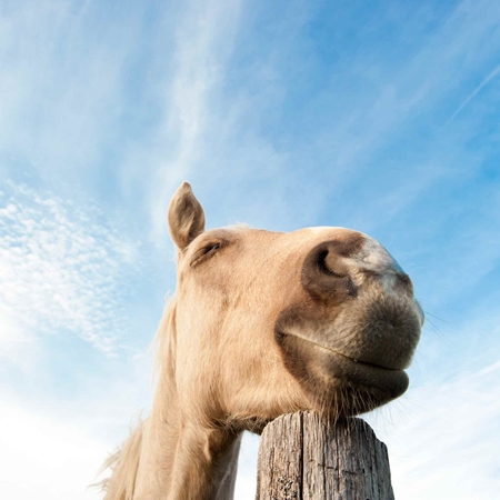 Picture for category Equine Treats