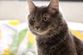 Picture for category Feline