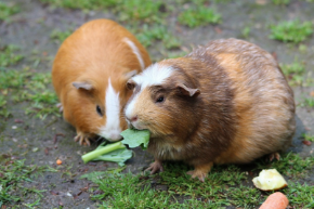 Picture for category Exotic