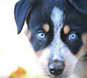 Picture for category Canine