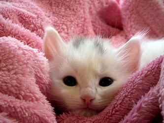 Picture for category Kitten Milk Replacer