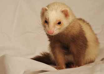 Picture for category Ferret Diets
