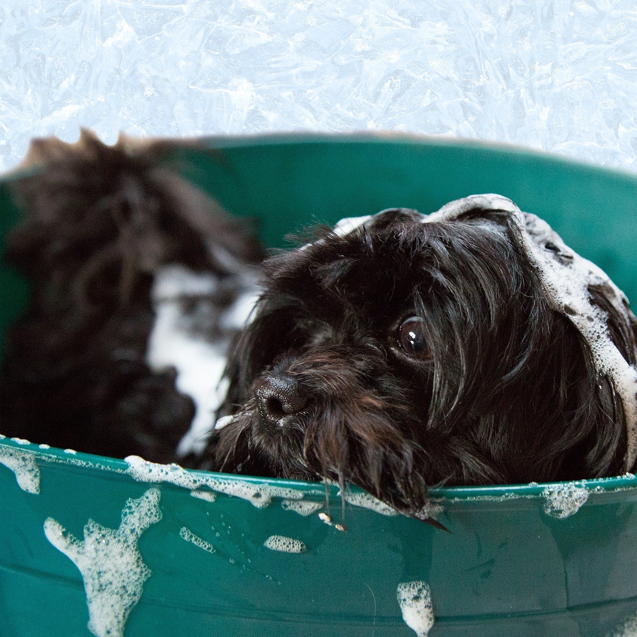 Picture for category Dog Grooming