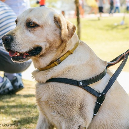 Picture for category Dog Harnesses