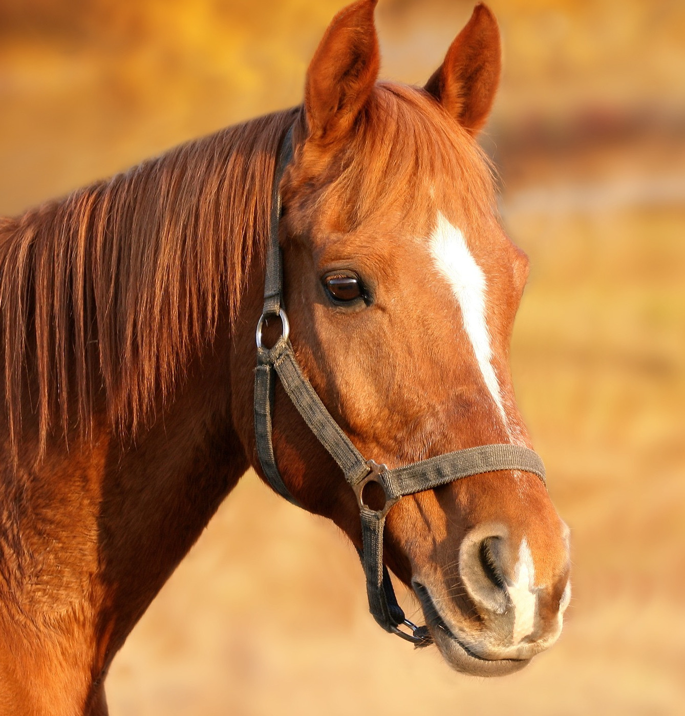 Picture for category Equine