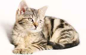 Picture for category Feline