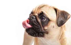 Picture for category Canine