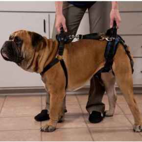 Picture for category Mobility Aids