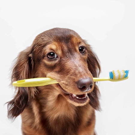 Picture for category Dog Dental Care