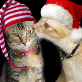 Picture for category Christmas Gifts