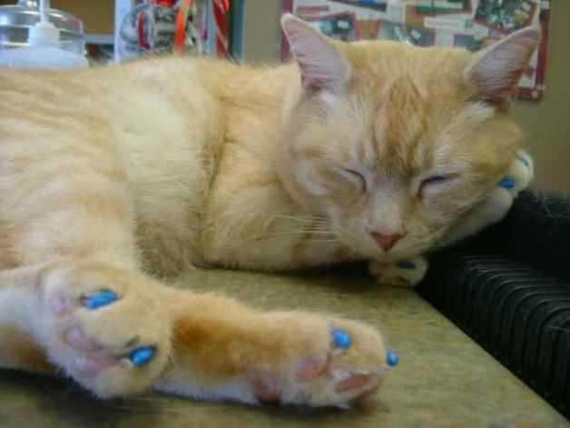 Picture for category Soft Paws