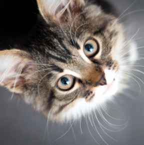 Picture for category Cats need fun things to!!